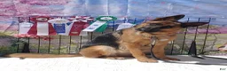 German Shepherd dogs for sale: Betty - Ad 23