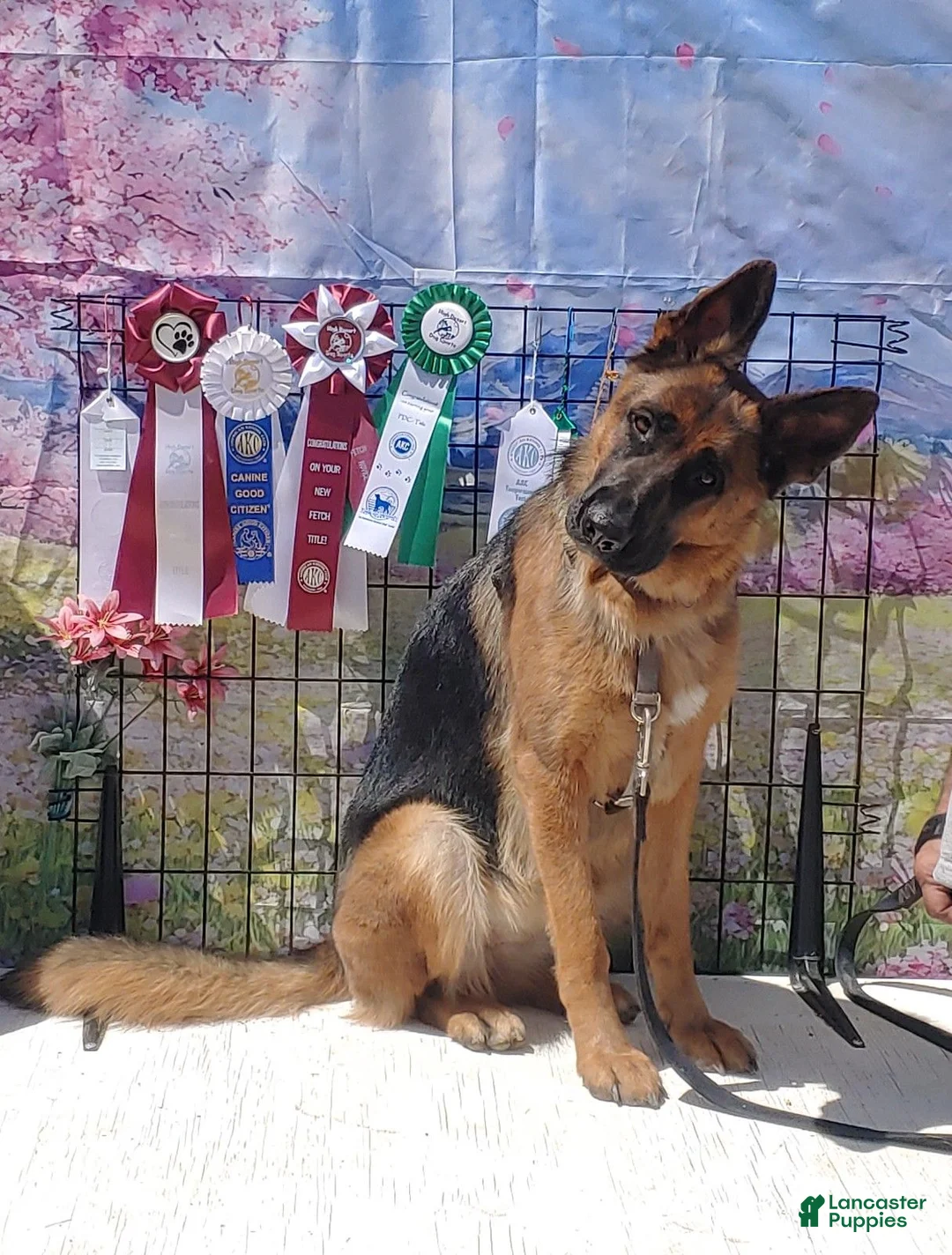 German Shepherd dogs for sale: Betty - Ad 23