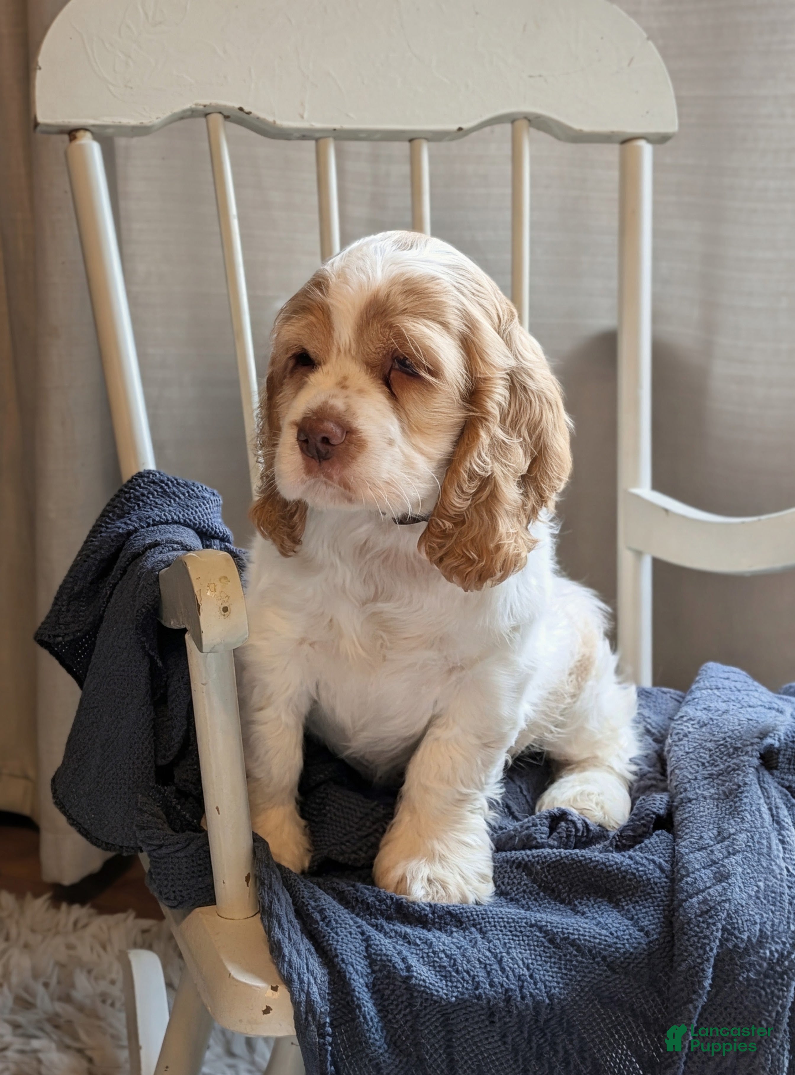 Cocker Spaniel dogs Dusty - Ad 1