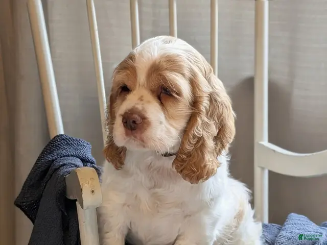 Cocker Spaniel dogs Dusty - Ad 1