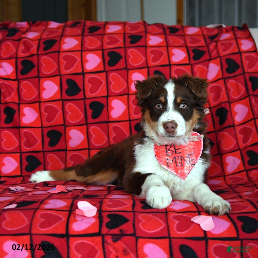 Australian Shepherd dogs Adam - Ad 15