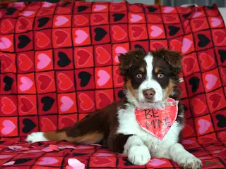 Australian Shepherd dogs Adam - Ad 25