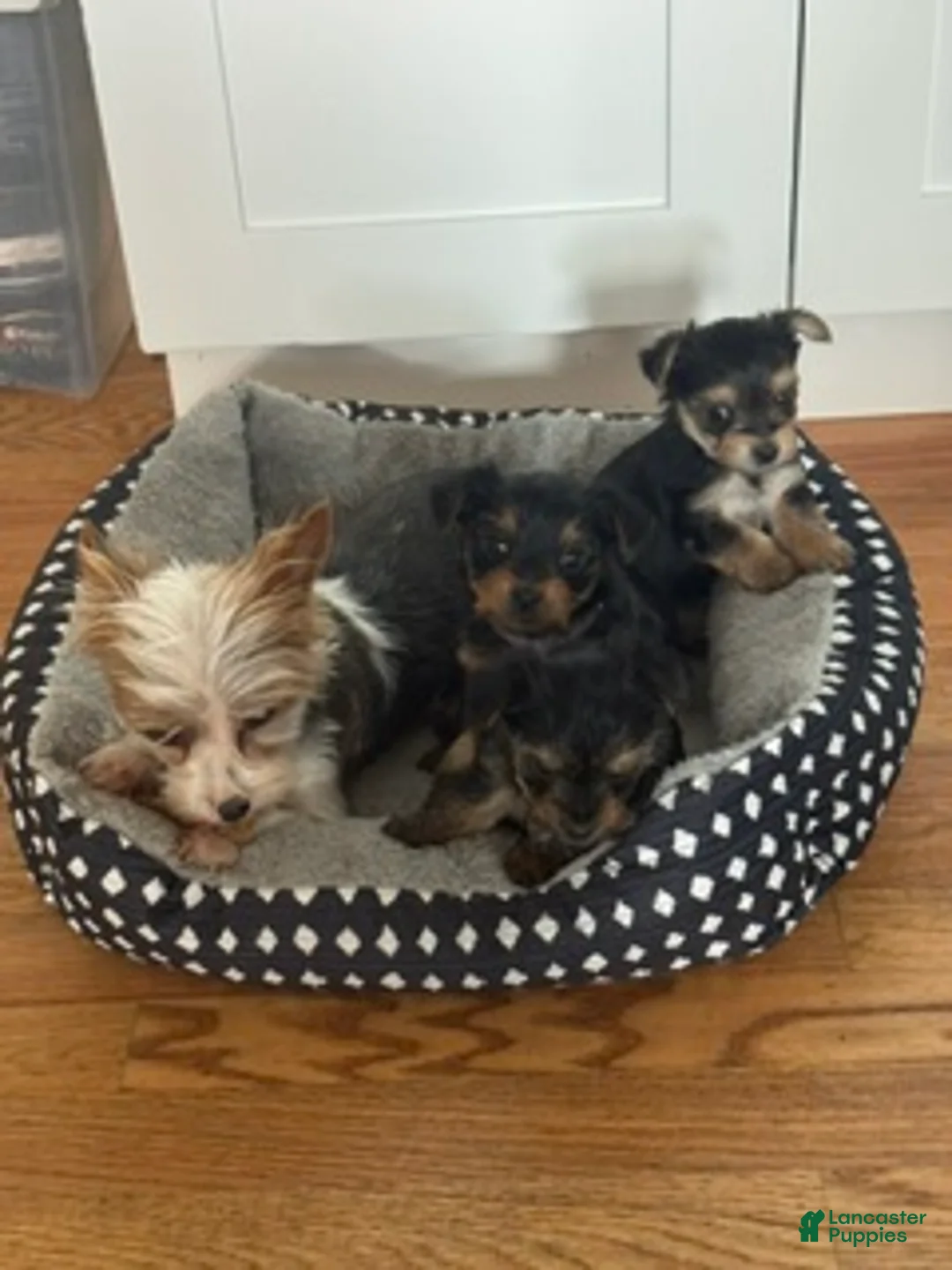 Yorkshire Terrier dogs for sale: Yorkshire Terrier 2 - Ad 7