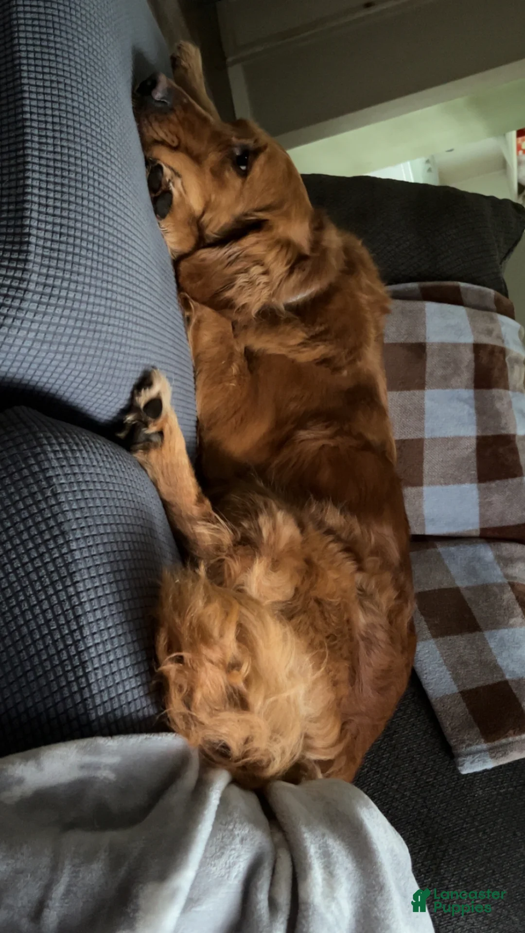 Golden Retriever dogs for stud: Honey - Ad 1