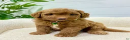 Mini Goldendoodle dogs for sale: Rio  🐶❤️‍🩹 - Ad 7