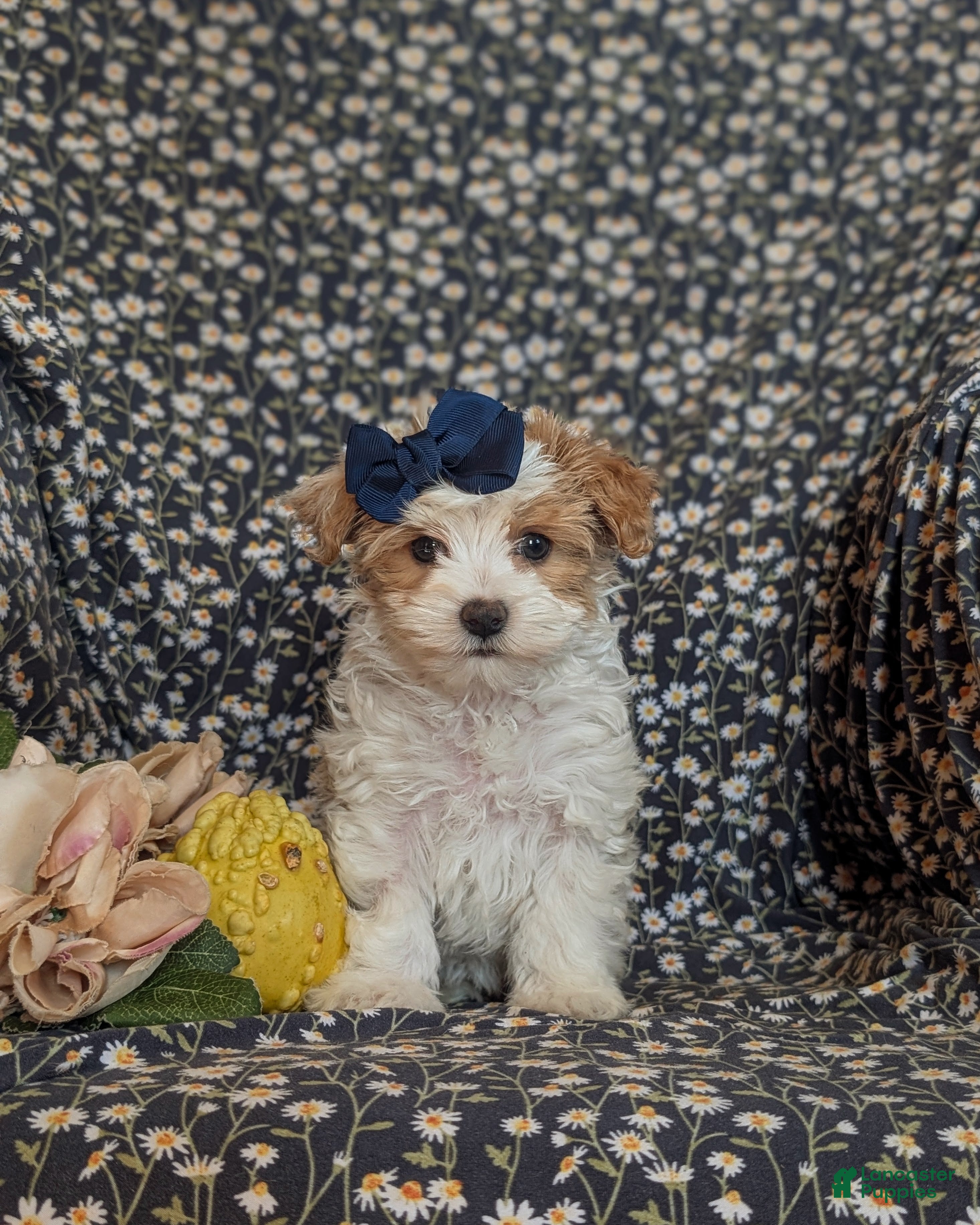 Maltipoo dogs for sale: Jocelyn 6 lbs Full Grown - Ad 2