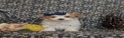 Maltipoo dogs for sale: Jocelyn 6 lbs Full Grown - Ad 2