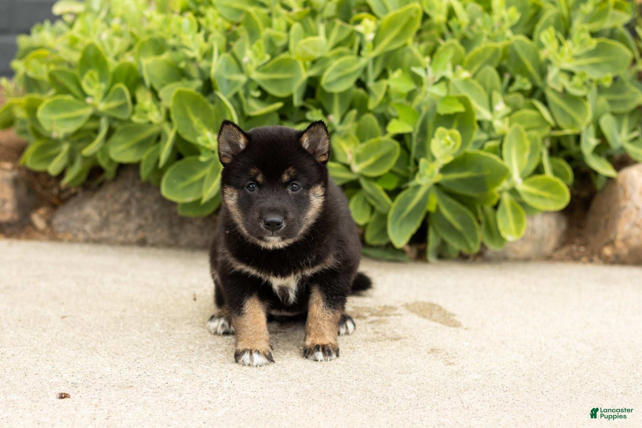 Shiba Inu dogs Lila  - Ad 19