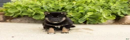 Shiba Inu dogs for sale: Lila  - Ad 1