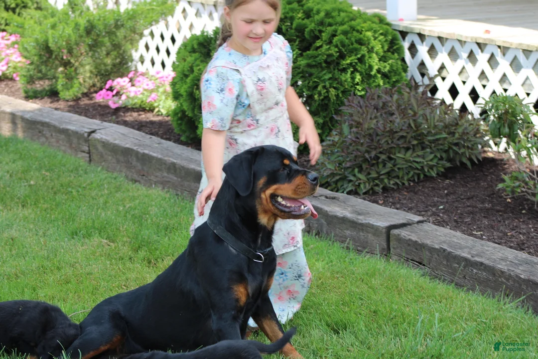 Rottweiler dogs for sale: Rottweiler lily - Ad 9