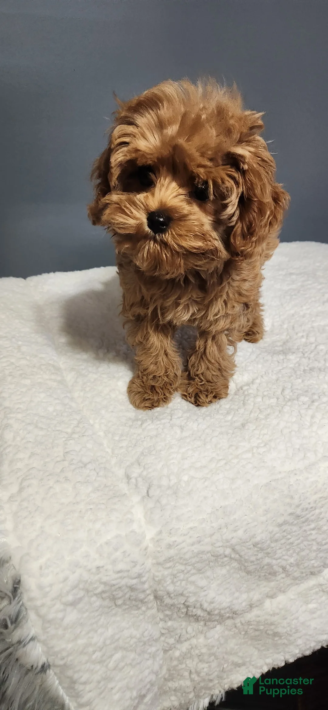 Cavapoo dogs for sale: Cookie - Ad 2