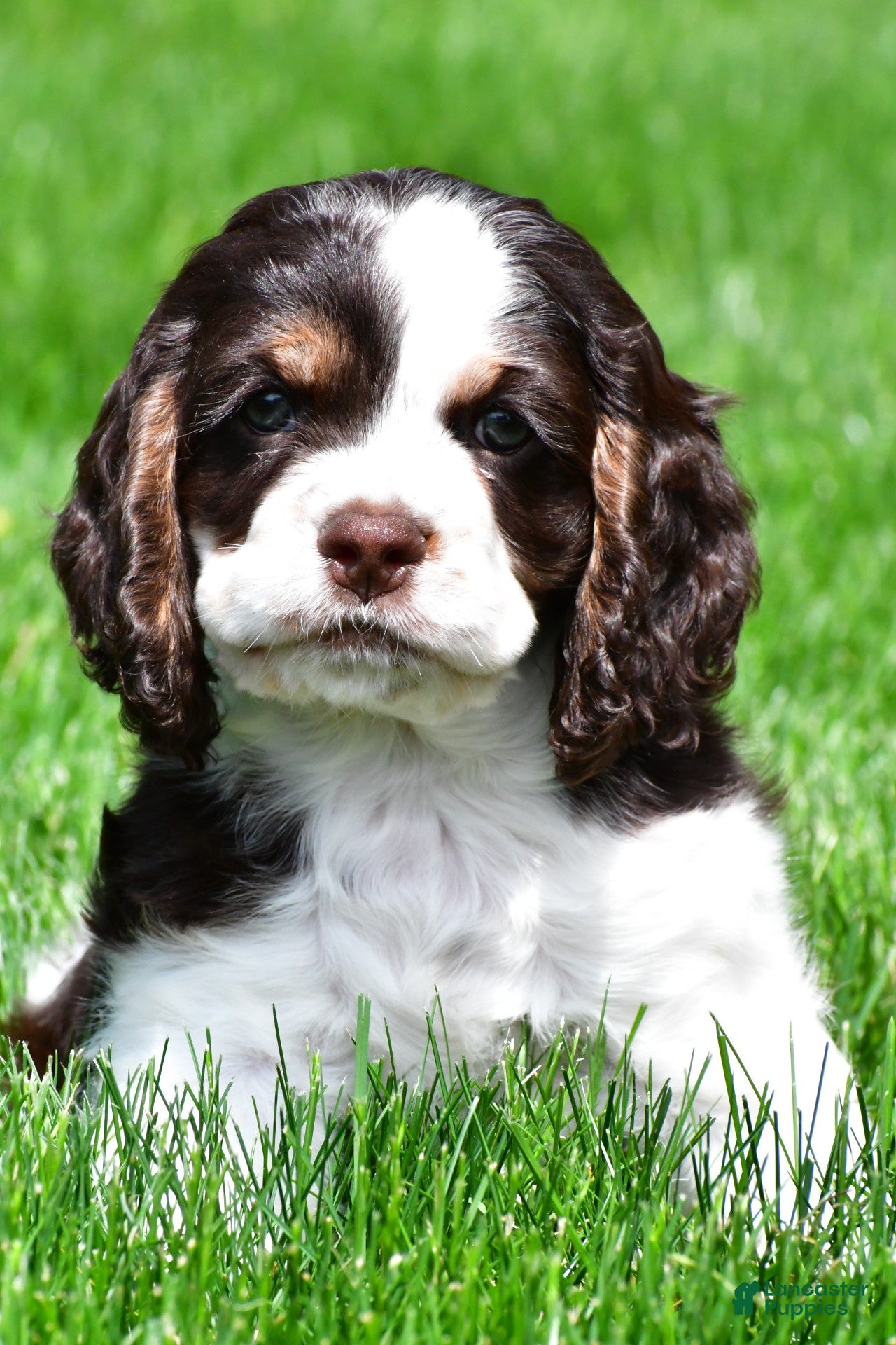 Cocker Spaniel dogs for sale: russell - Ad 1