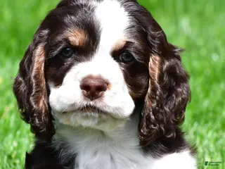 Cocker Spaniel dogs for sale: russell - Ad 1