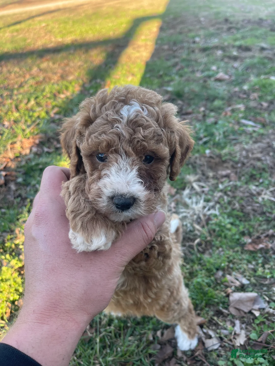 Mini Goldendoodle dogs for sale: Mini Goldendoodle Puppy 4 - Ad 5