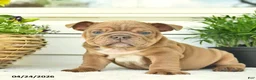 English Bulldog dogs for sale: Leo  - Ad 2