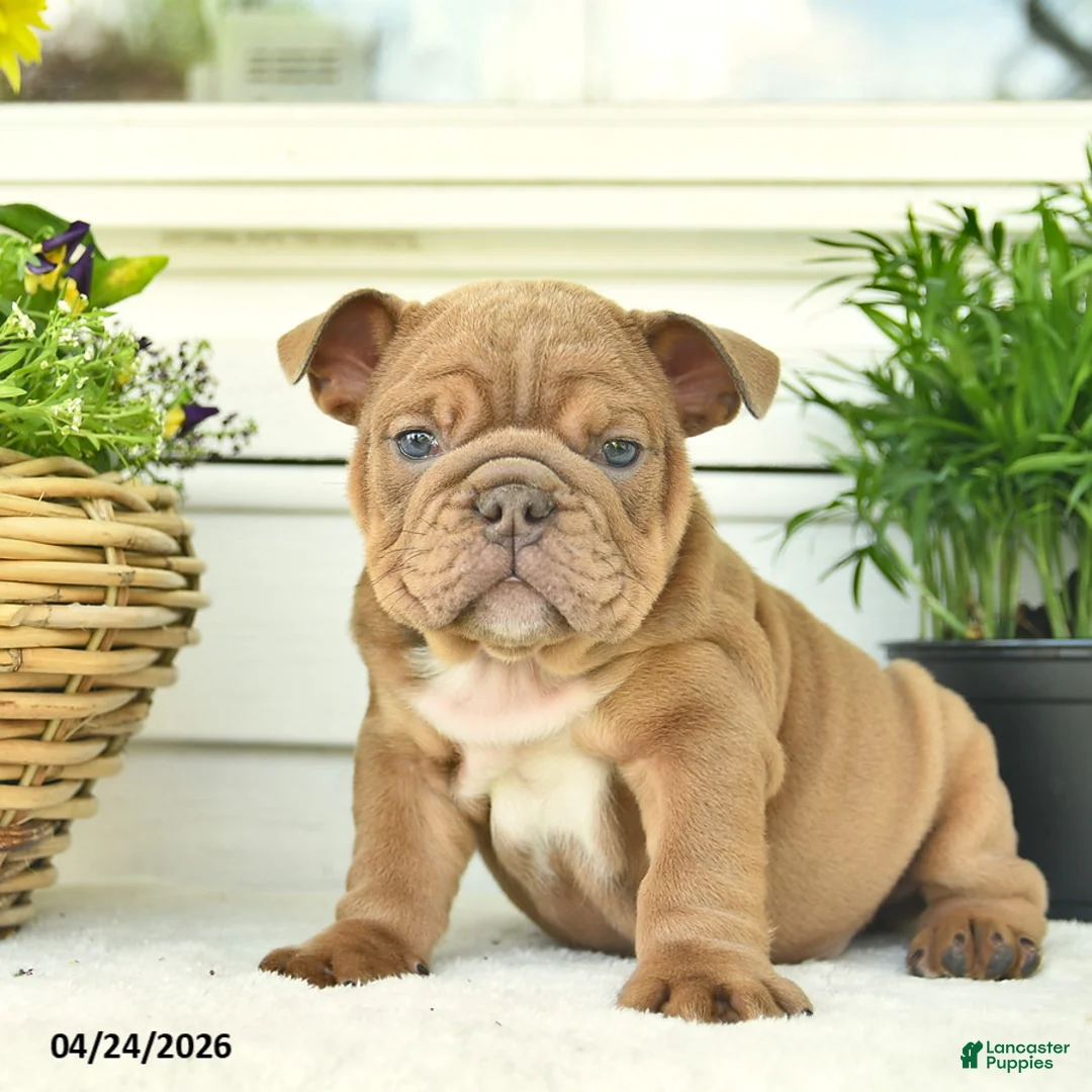 English Bulldog dogs for sale: Leo  - Ad 2