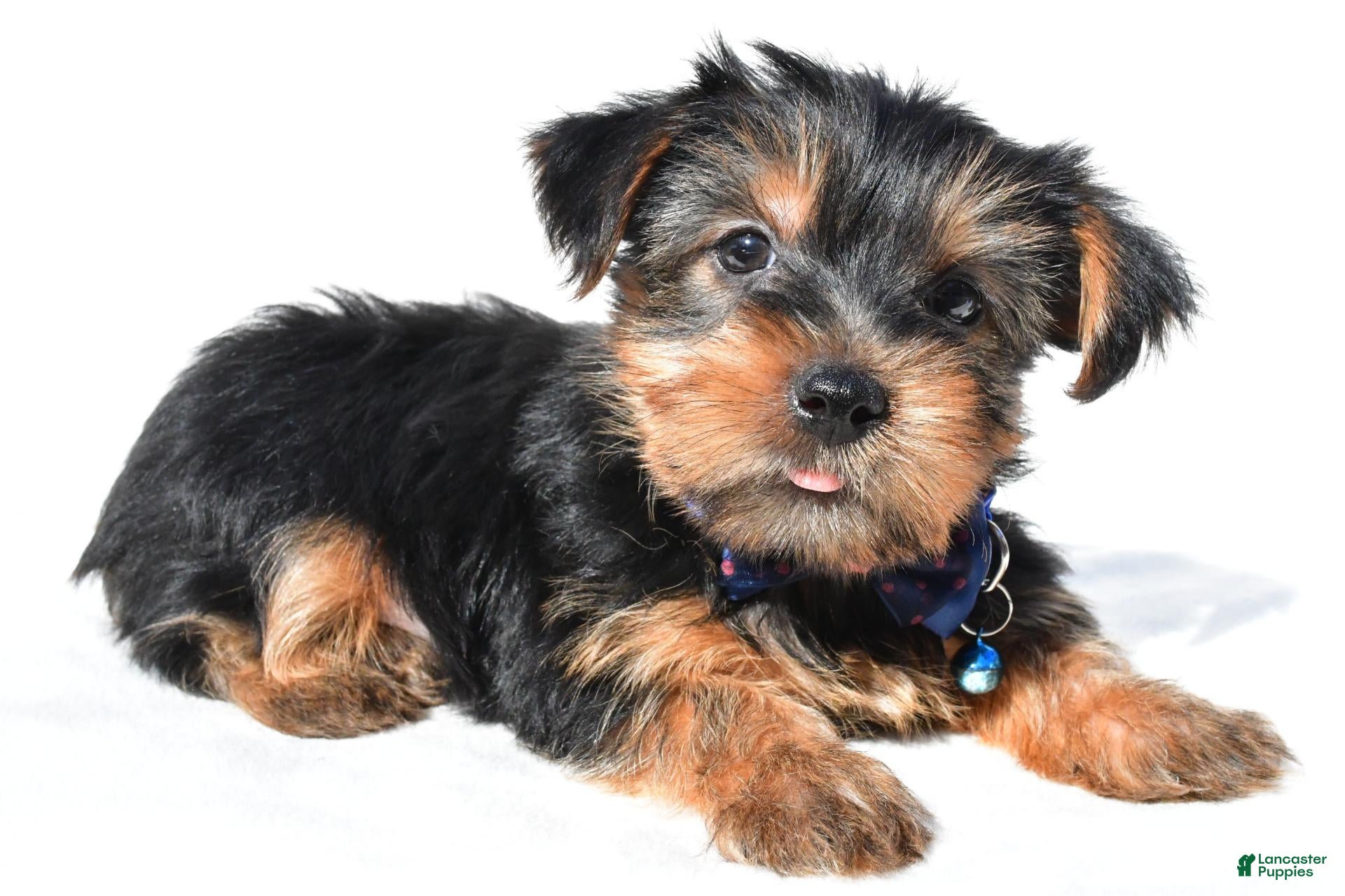Yorkshire Terrier dogs for sale: Jasper - Ad 1