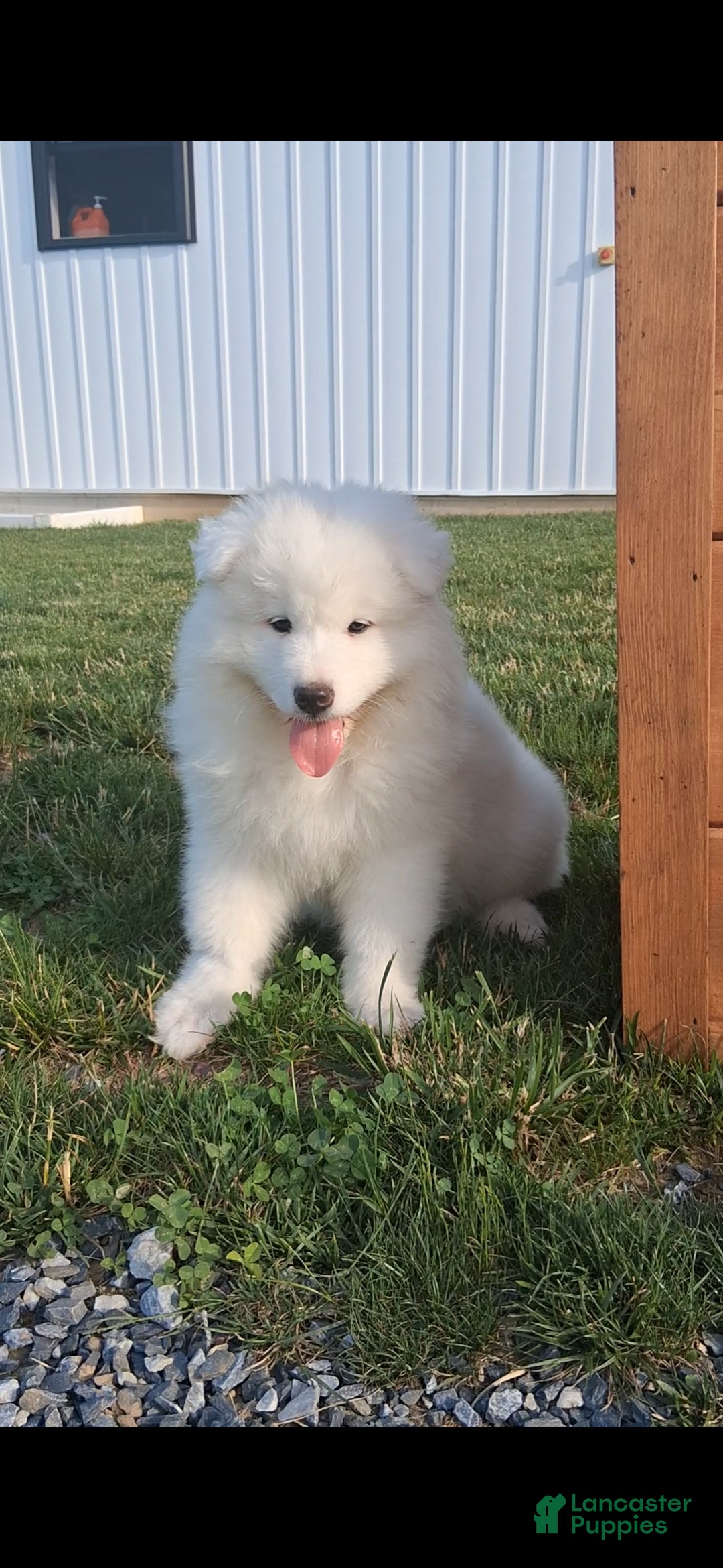 Samoyed dogs Radka  - Ad 1
