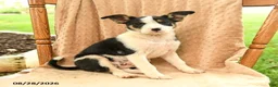 Mixed Breed dogs for sale: Faith - Ad 1