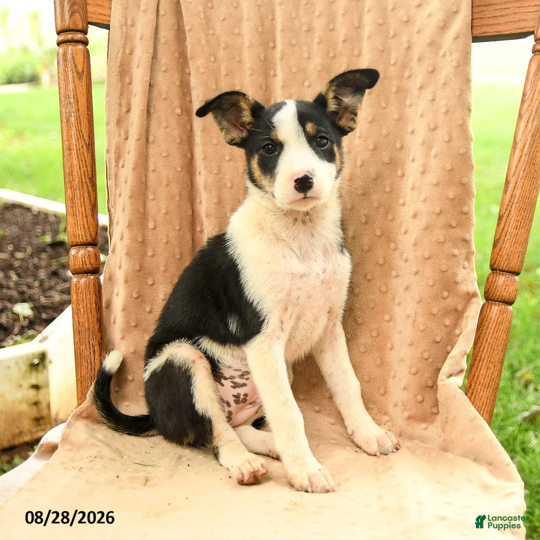 Mixed Breed dogs for sale: Faith - Ad 1