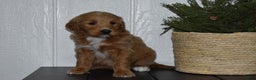 Goldendoodle dogs for sale: Turbo - Ad 2