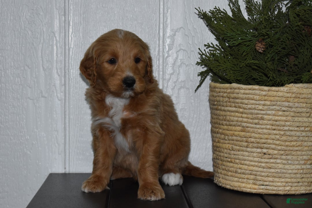 Goldendoodle dogs for sale: Turbo - Ad 2