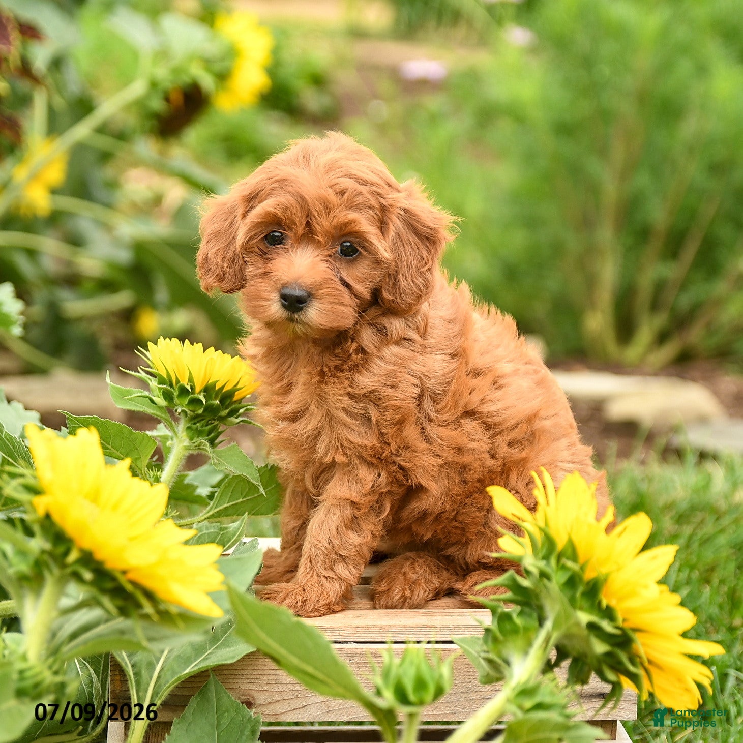 Maltipoo dogs Joy - Ad 1