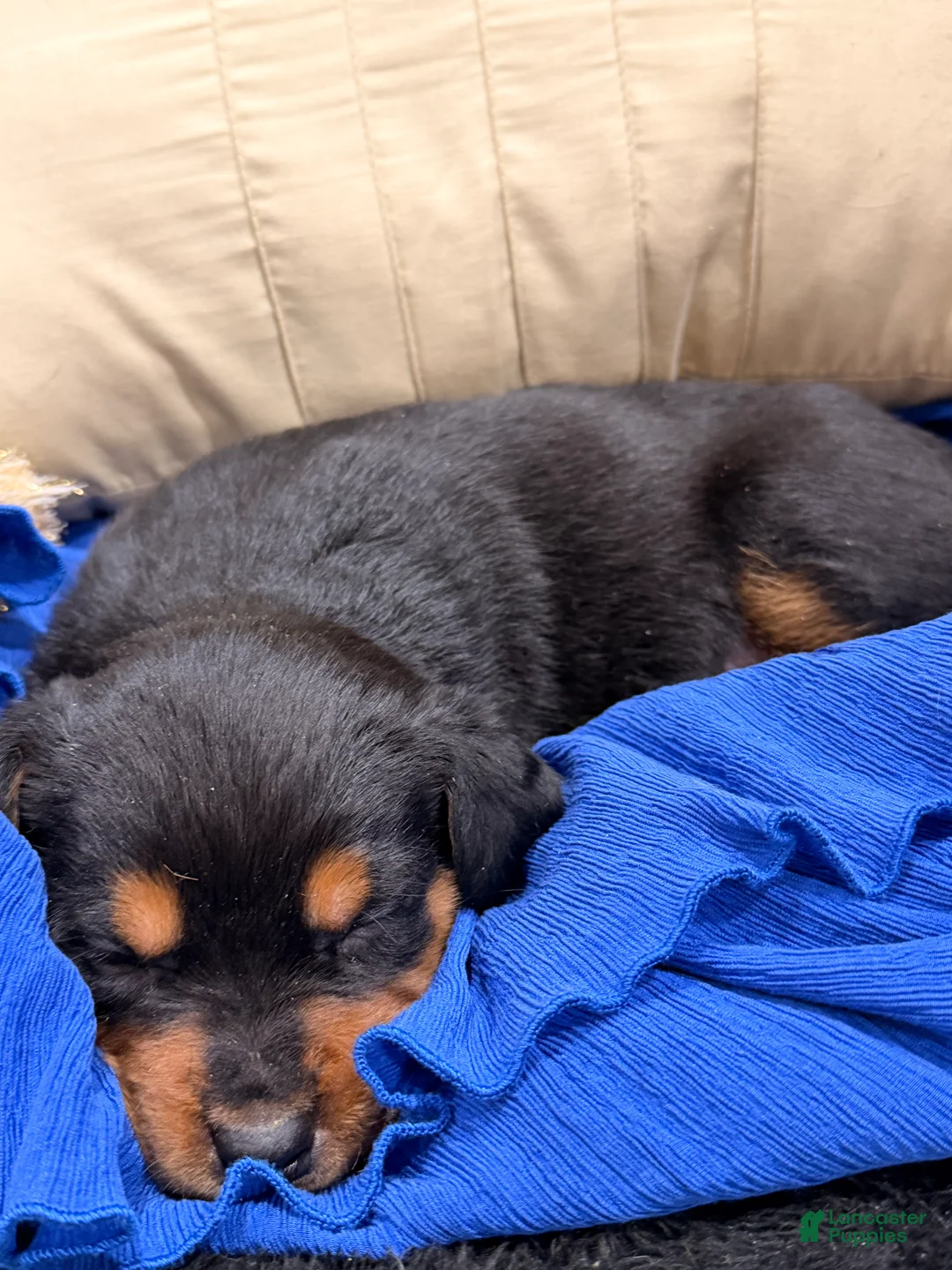 Rottweiler dogs for sale: Rottweiler Puppy 1 - Ad 21