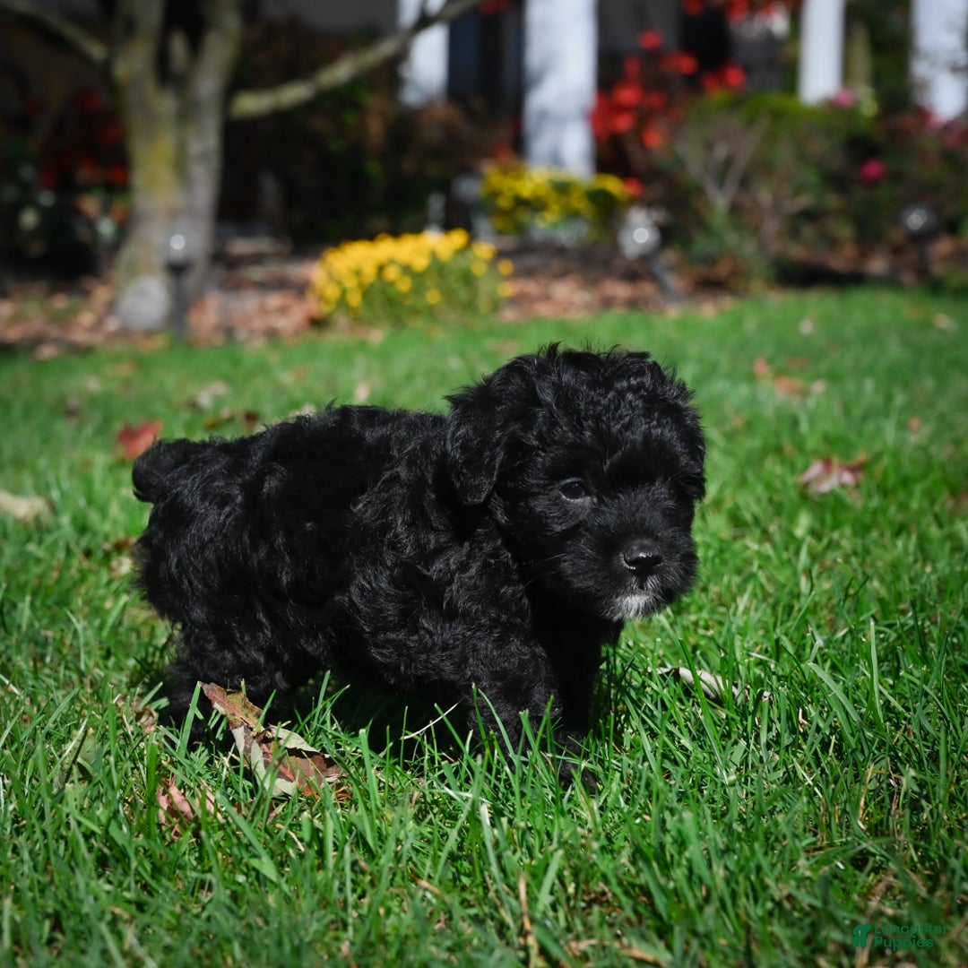 Yorkiepoo dogs for sale: Carol - Ad 5