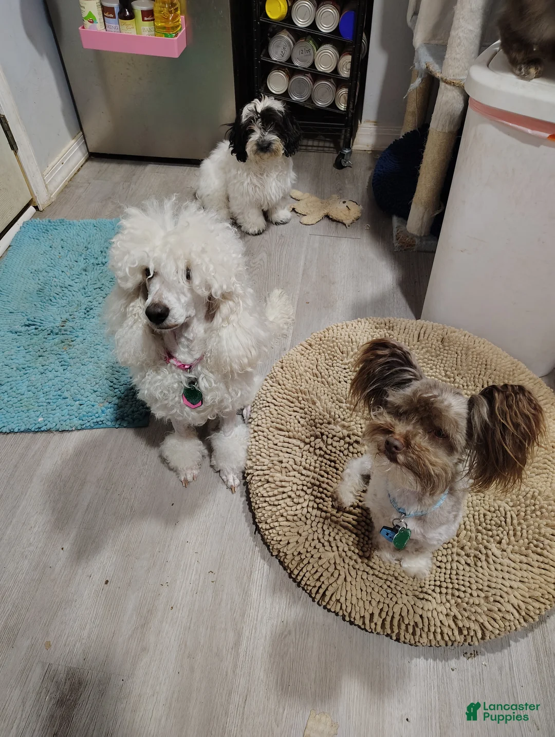 Miniature Poodle dogs for sale: KC - Ad 4
