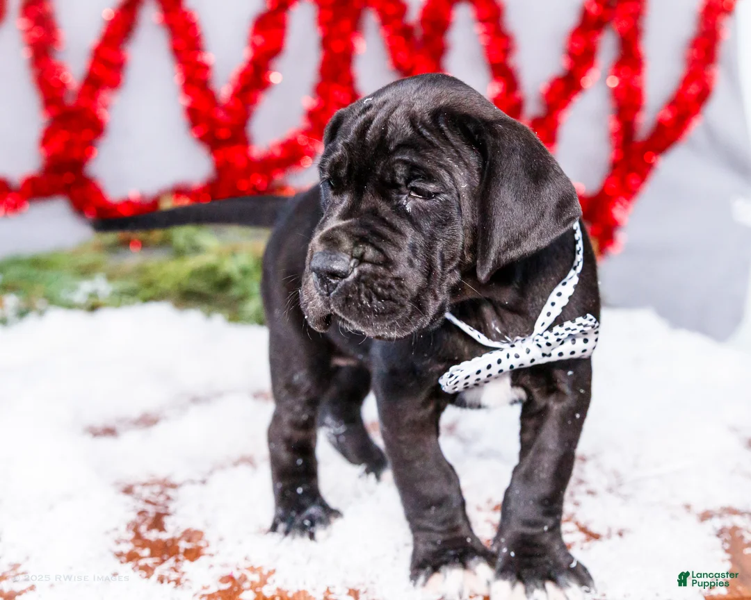 Great Dane dogs for sale: Carol - Ad 11