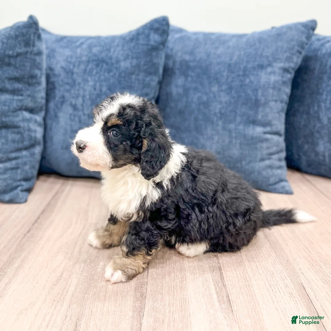 Mini Bernedoodle dogs for sale: Jenny - Ad 3