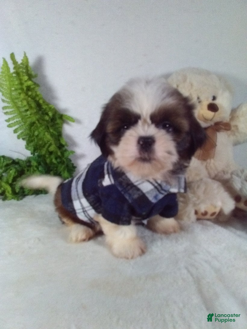 Shih Tzu dogs Baxter - Ad 1