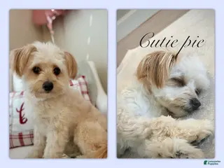 Pomapoo dogs Pomapoo Puppy 2 - Ad 8