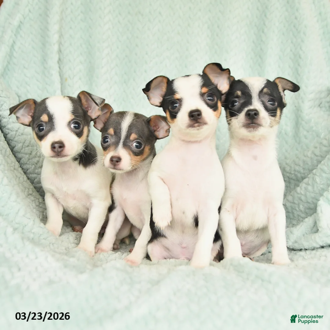 Chihuahua dogs for sale: Eddie - Ad 5