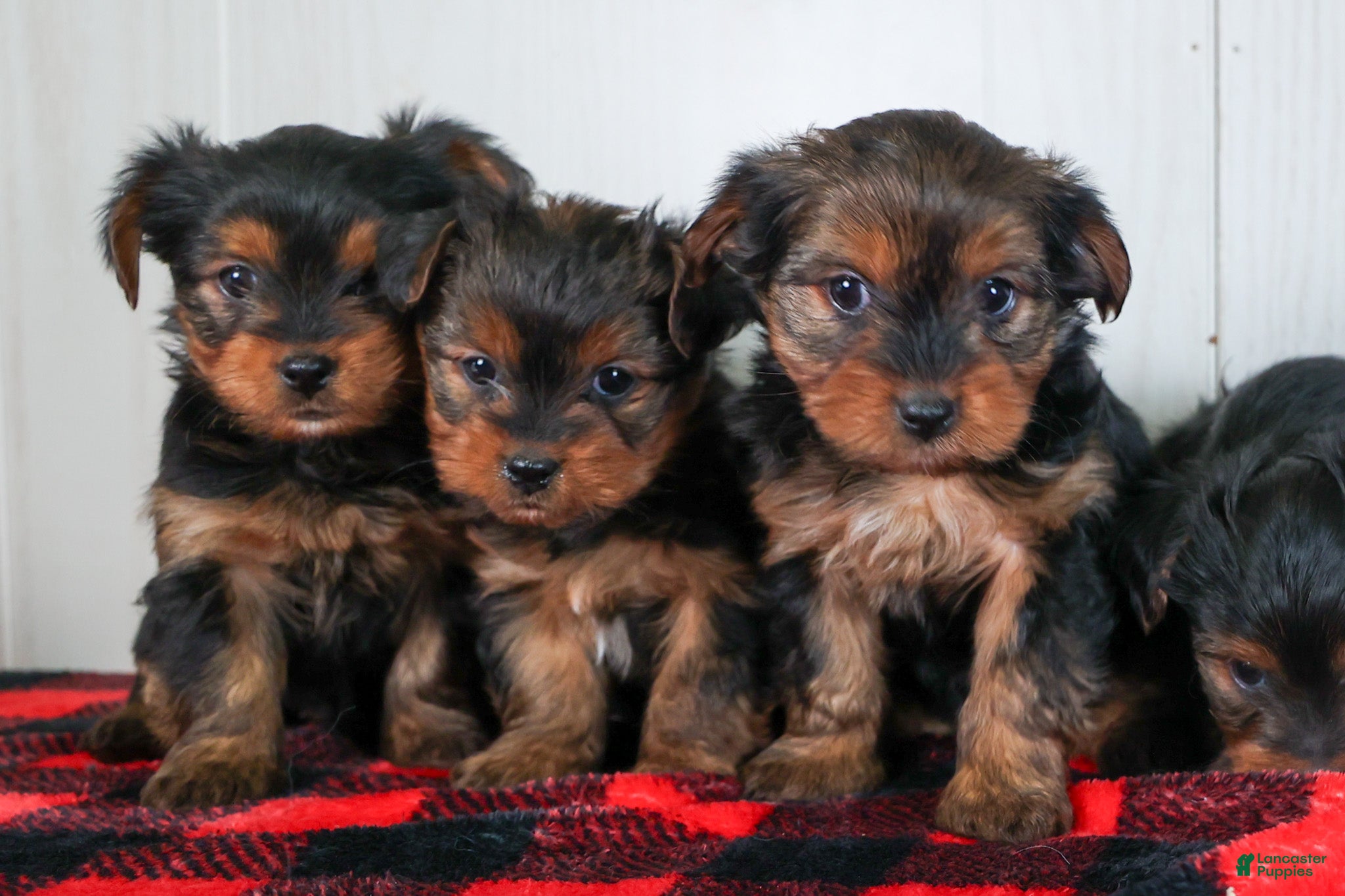 Yorkshire Terrier dogs CALLIE - Ad 14