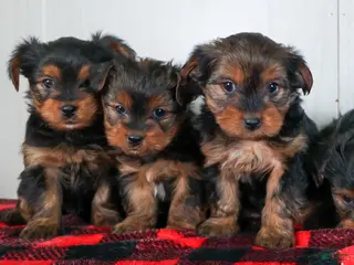 Yorkshire Terrier dogs CALLIE - Ad 14