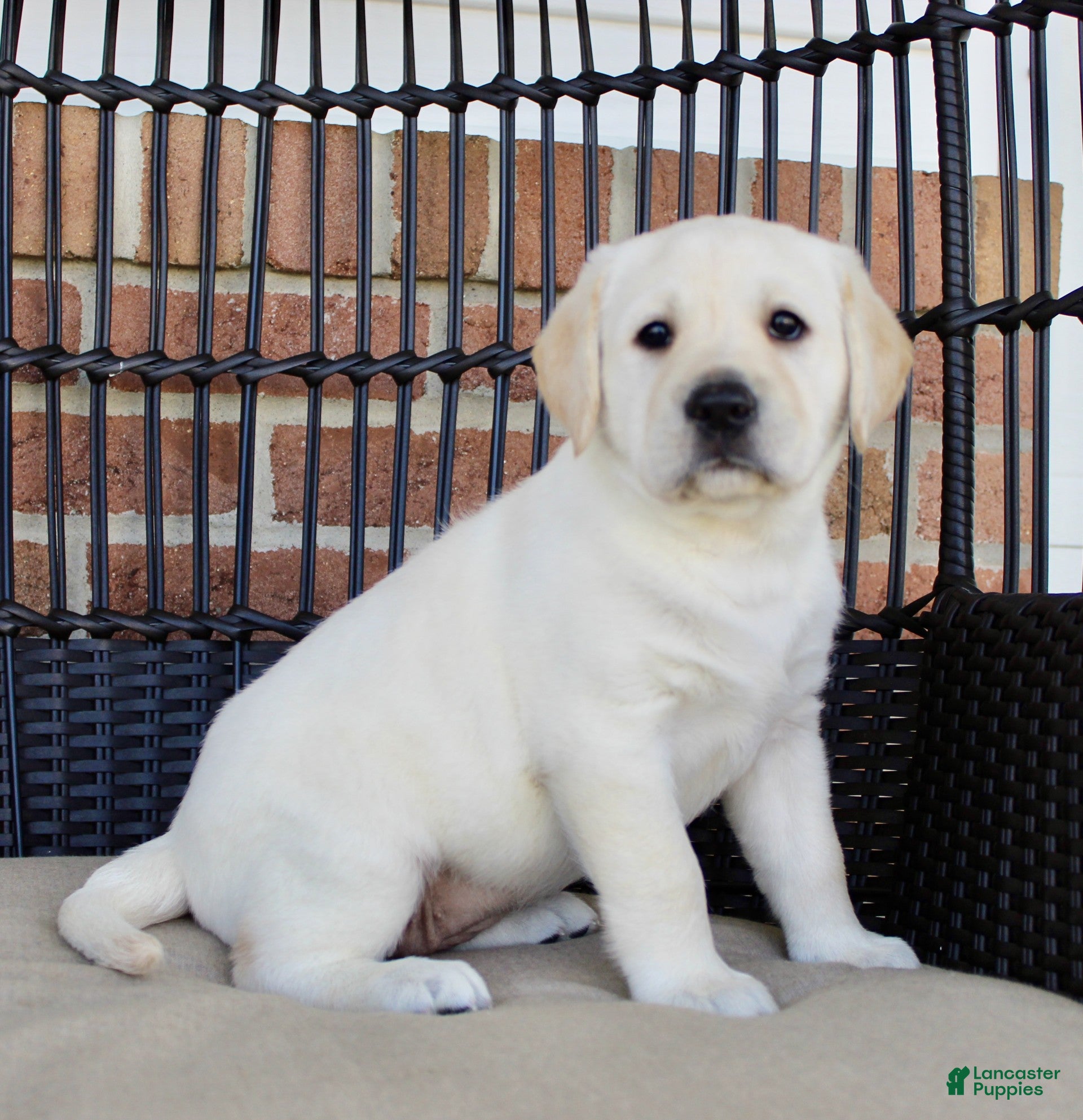 Labrador Retriever dogs Destiny - Ad 2