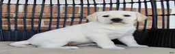 Labrador Retriever dogs for sale: Destiny - Ad 2