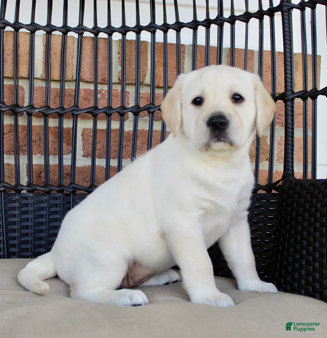 Labrador Retriever dogs for sale: Destiny - Ad 2