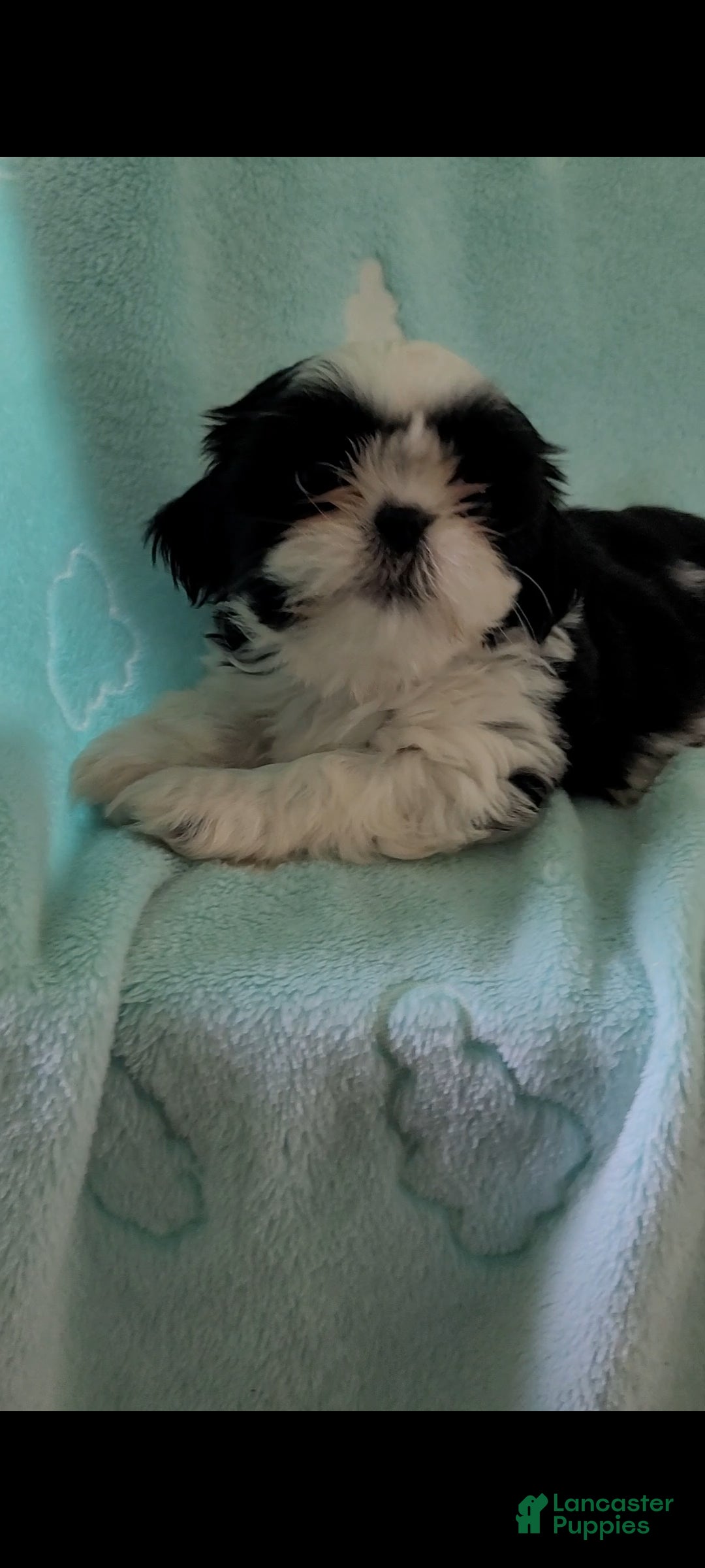 Shih Tzu dogs Cookie AKC - Ad 2