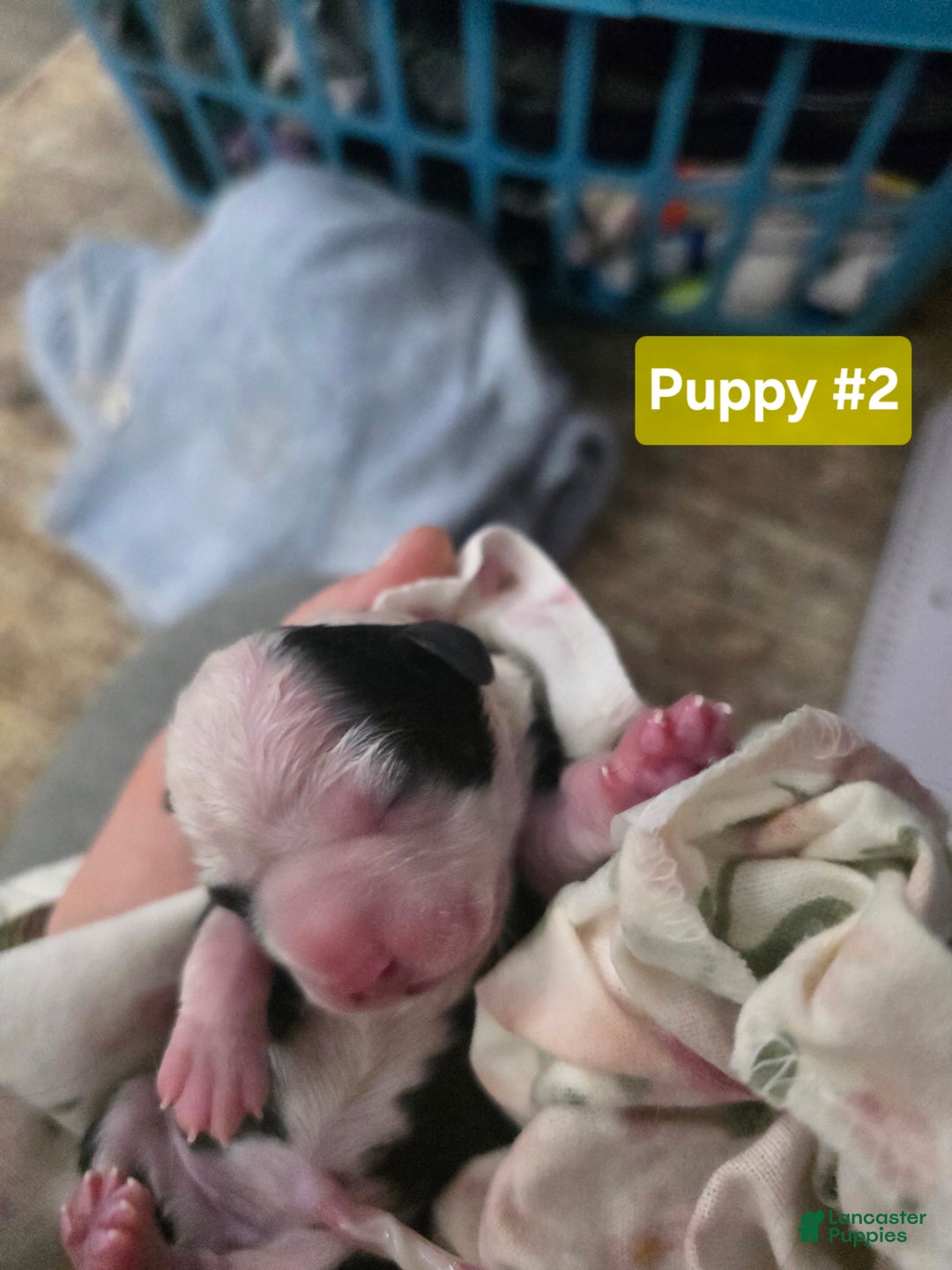 Mixed Breed dogs for sale: Yellow - Ad 5