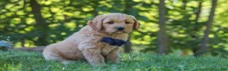 Mixed Breed dogs for sale: Jamal - Ad 3