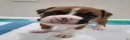 Boxer dogs for sale: ROME - Ad 4