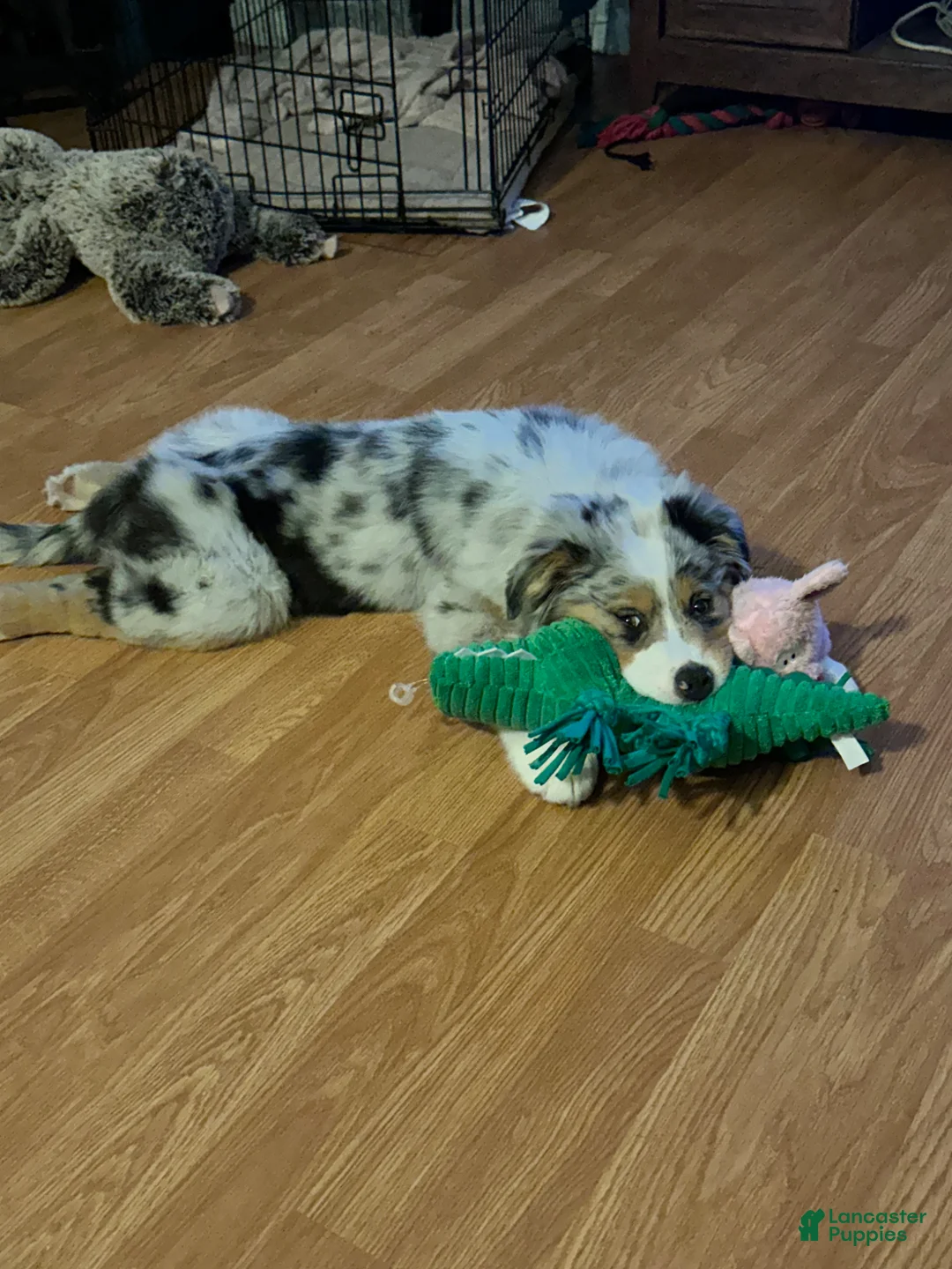 Australian Shepherd dogs for sale: Australian Shepherd Puppy 1 - Ad 5