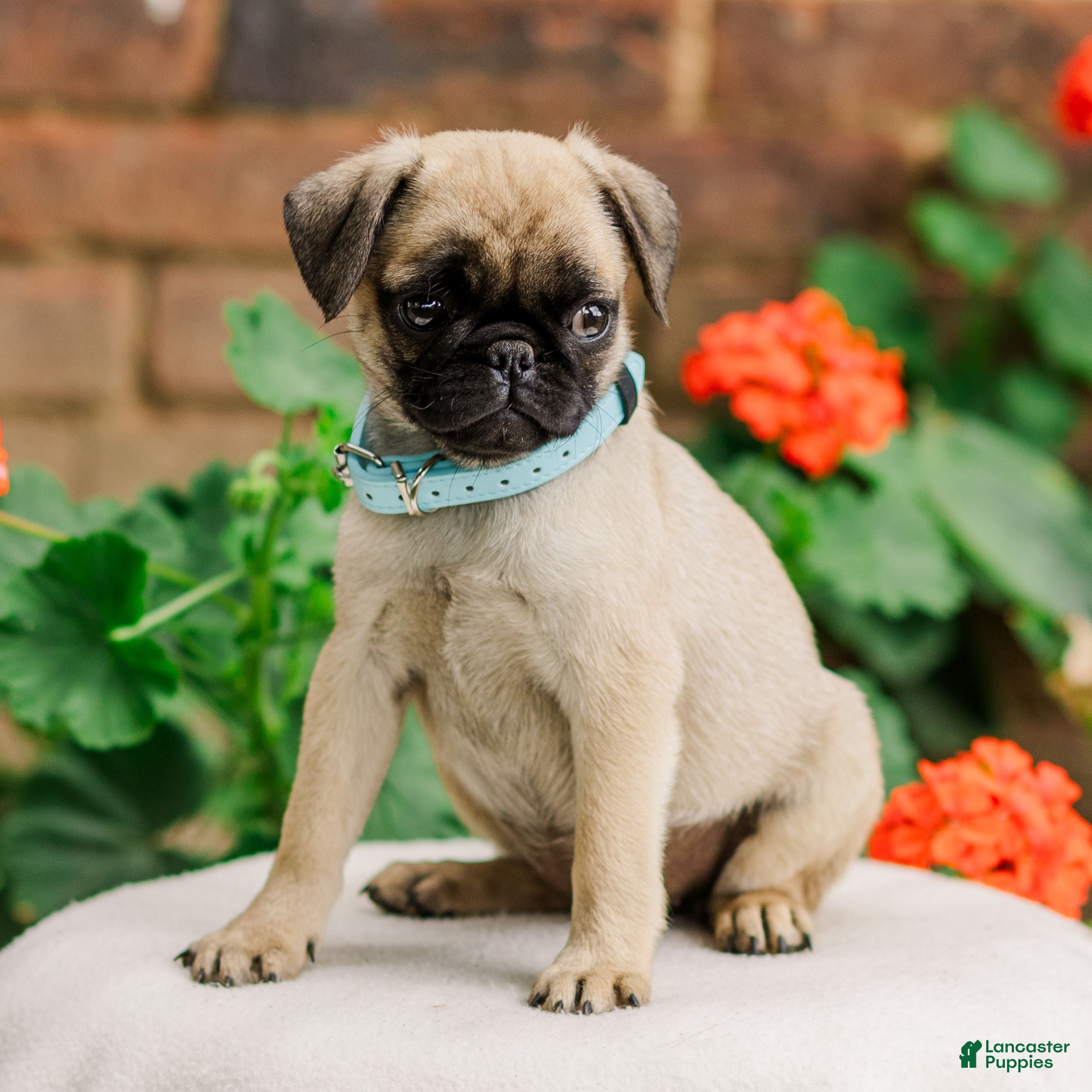 Pug dogs Sandy  - Ad 1