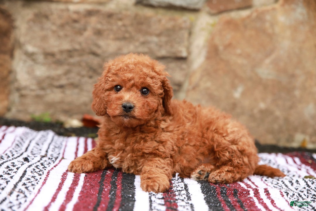 Miniature Labradoodle dogs for sale: Parker - Ad 4