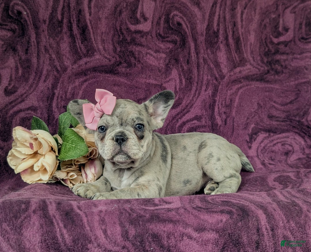 French Bulldog dogs for sale: Nadia - Ad 38