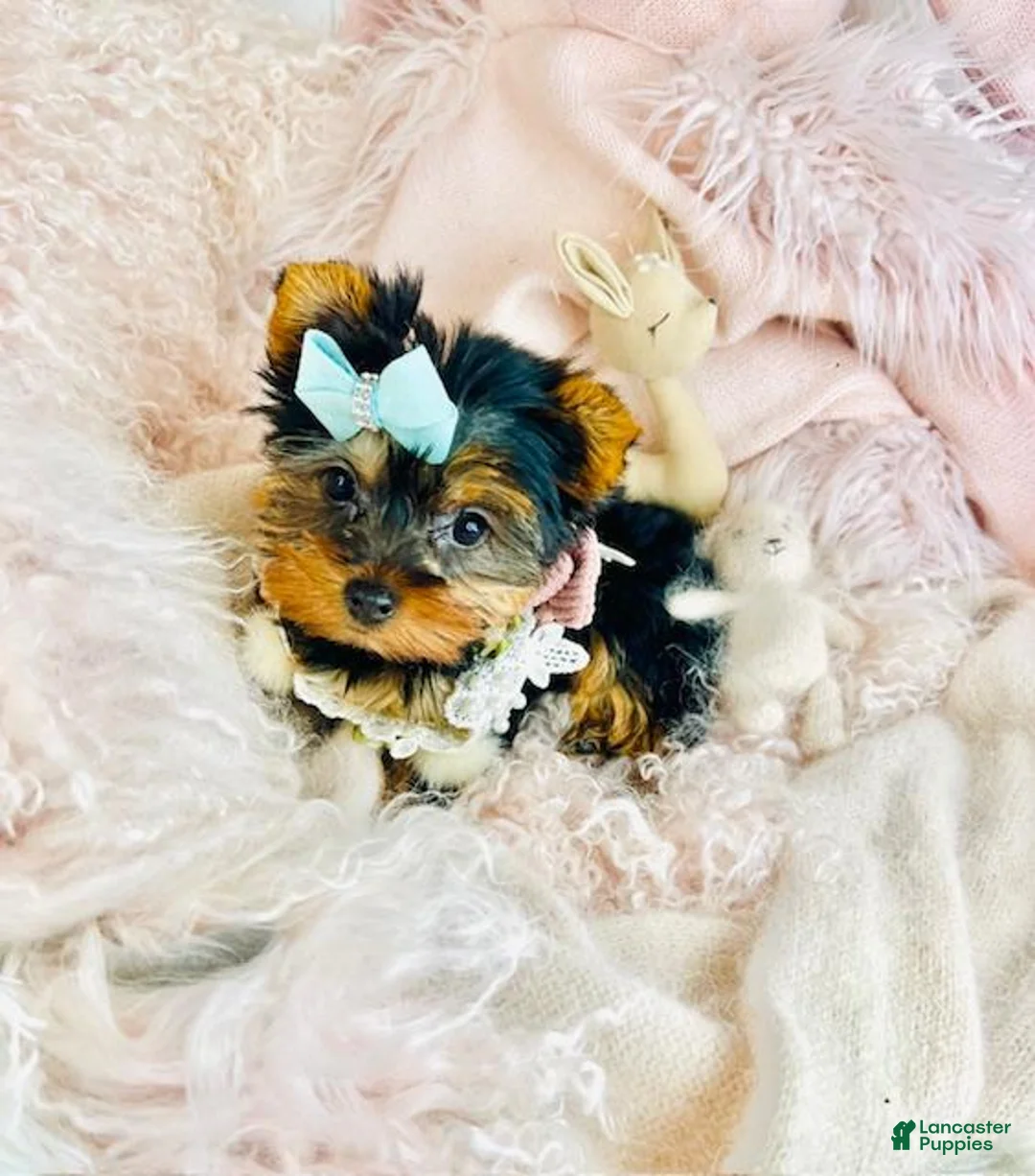 Yorkshire Terrier dogs for sale: Yorkshire Terrier Puppy 1 - Ad 3