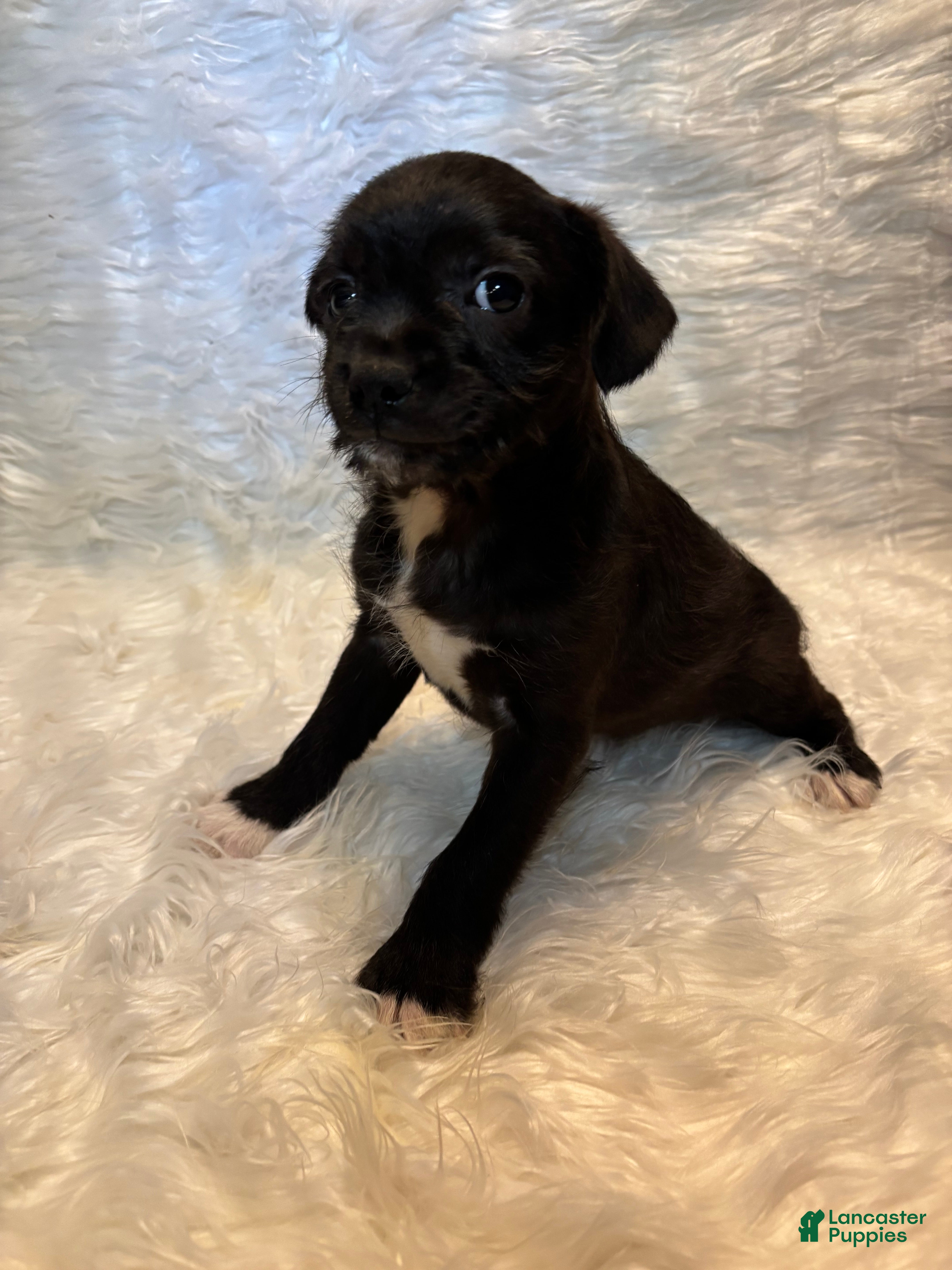 Mixed Breed dogs Mixed Breed Puppy 5 - Ad 8